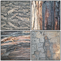 118 Tree Bark Textures – CG Premium Content Pack