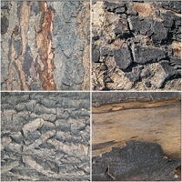 Freebie : Tree Bark Premium Pack Preview