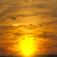 Create A Flock Of Birds Animation In 3D Studio Max
