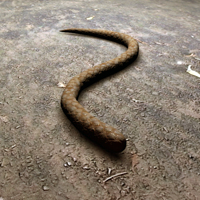 Create A Snake Animation Using Spring Magic In 3D Studio Max