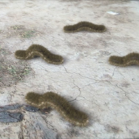 “Slither”
