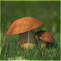 Revealing Nature’s Magnificence: Creating A Mushroom Macro Render – Part 1